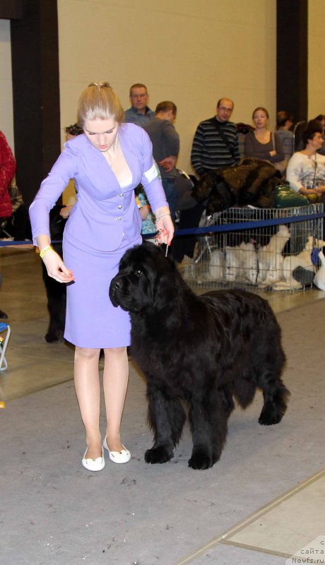 Фото: ньюфаундленд Beguschaya po Volnam Chess Queen in Black (Бегущая по Волнам Чесс Квин Ин Блэк)
