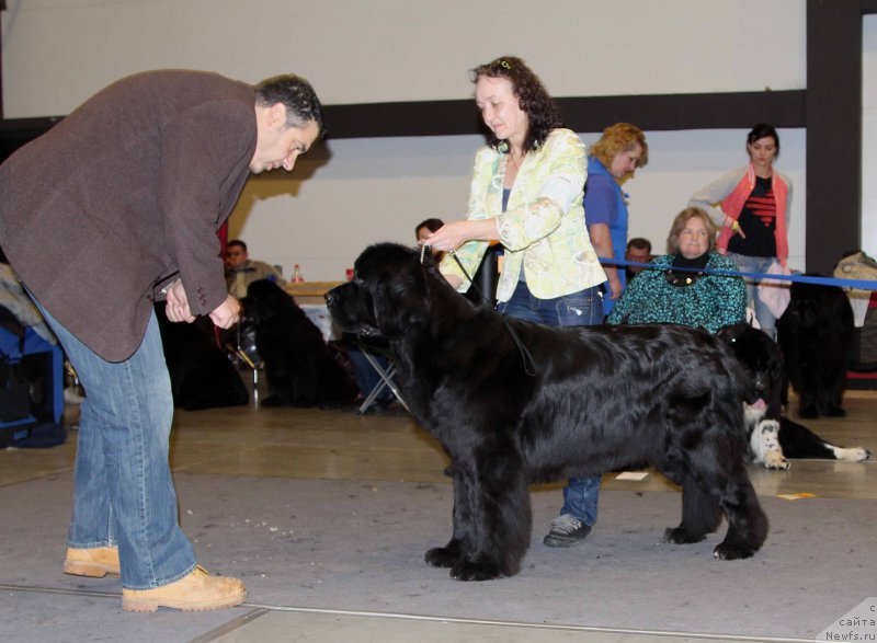 Фото: ньюфаундленд Beguschaya po Volnam Shade Color of Life (Бегущая по Волнам Шадэ Колор оф Лифе)