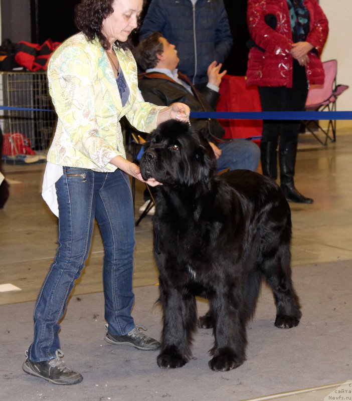 Фото: ньюфаундленд Beguschaya po Volnam Shade Color of Life (Бегущая по Волнам Шадэ Колор оф Лифе)