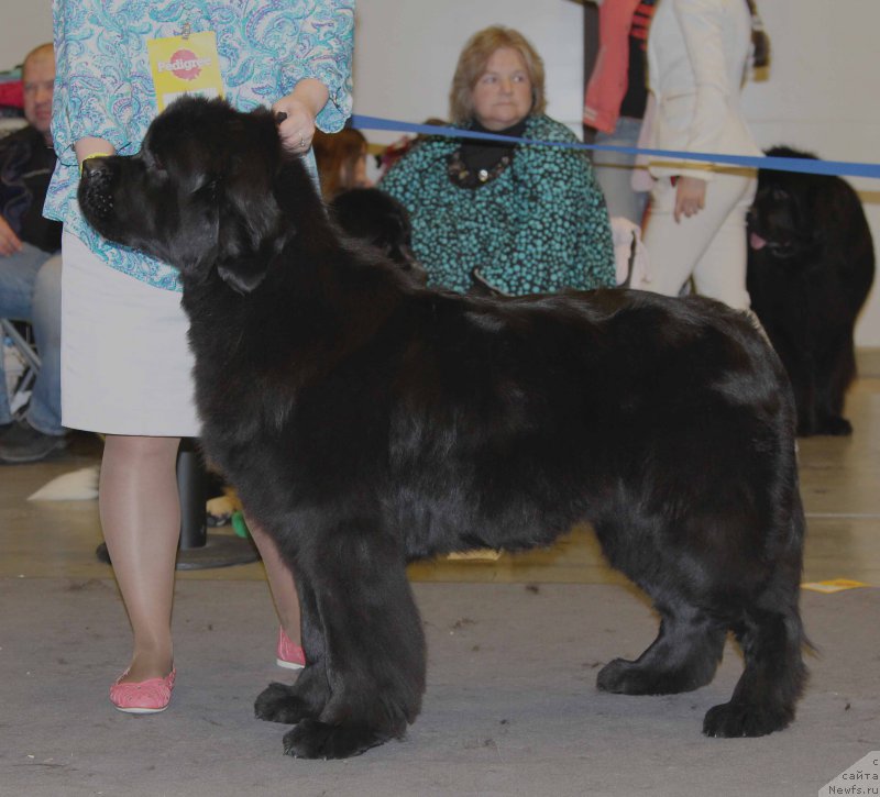 Фото: ньюфаундленд Dar Svezyi Felisiti-Felichita (Дар Свезы Фелисити-Феличита)