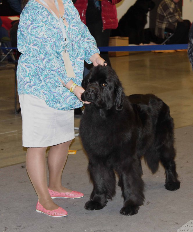 Фото: ньюфаундленд Dar Svezyi Felisiti-Felichita (Дар Свезы Фелисити-Феличита)
