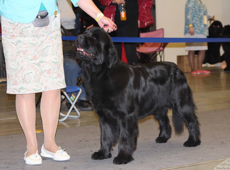 Фото: ньюфаундленд Medovaya Milleti Vnushka Lady (Медовая Милетти Внучка Леди)
