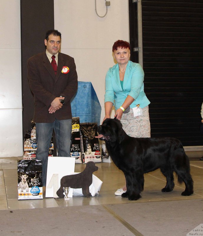 Фото: ньюфаундленд Medovaya Milleti Vnushka Lady (Медовая Милетти Внучка Леди)