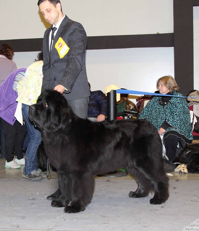 Фото: ньюфаундленд Love Inside Your Soul Moon Bear (Love Inside Your Soul Moon Bear)