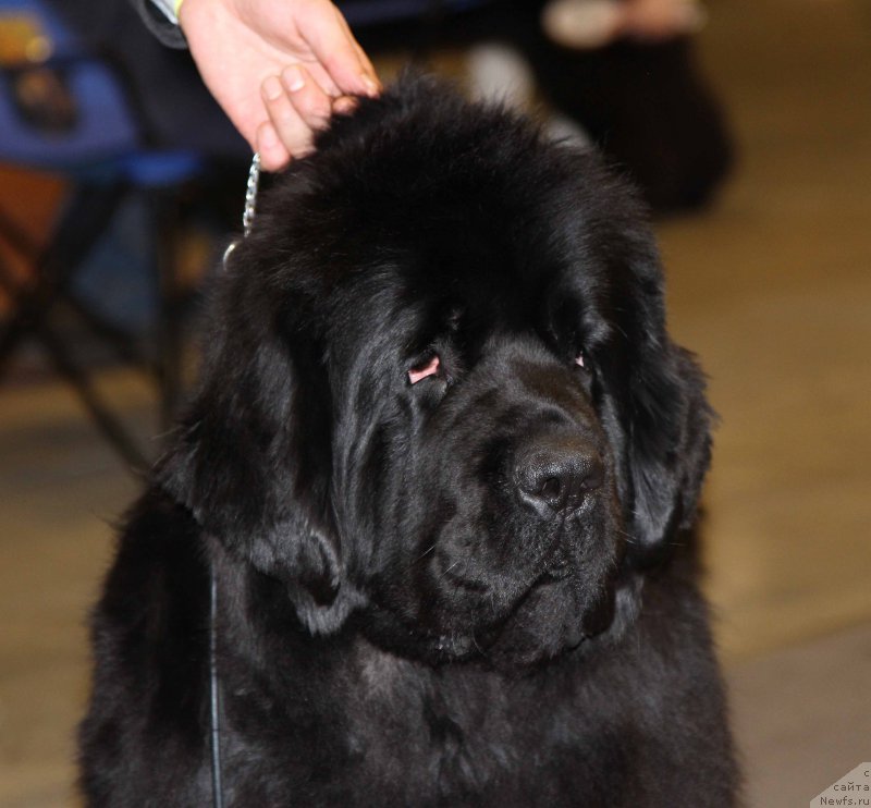 Фото: ньюфаундленд Love Inside Your Soul Moon Bear (Love Inside Your Soul Moon Bear)