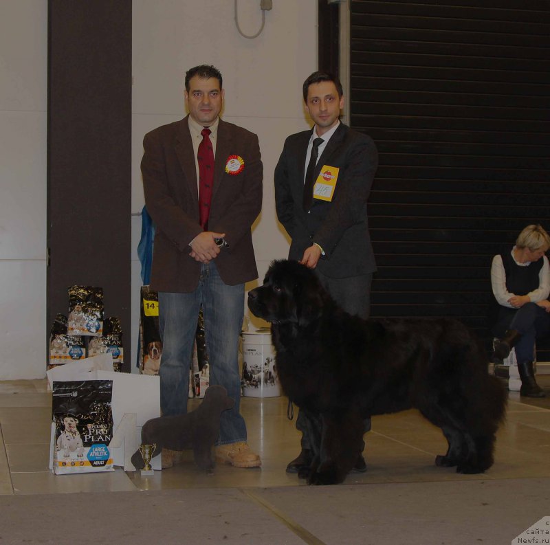 Фото: ньюфаундленд Love Inside Your Soul Moon Bear (Love Inside Your Soul Moon Bear)