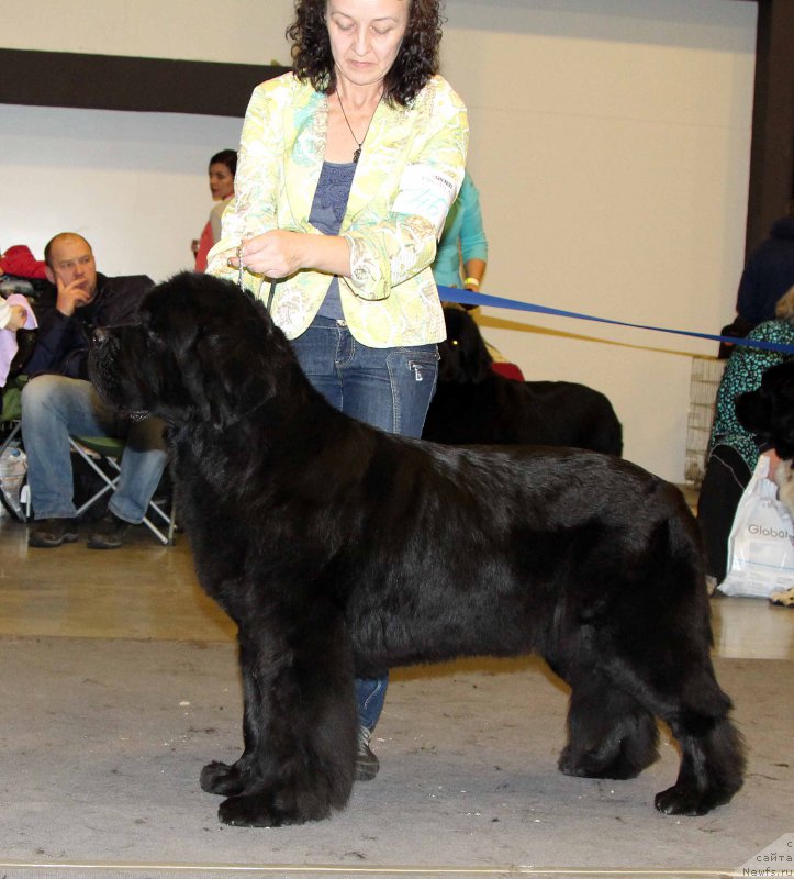 Фото: ньюфаундленд Beguschaya po Volnam Zephirine Drouhin (Бегущая по Волнам Зефирин Друэн)