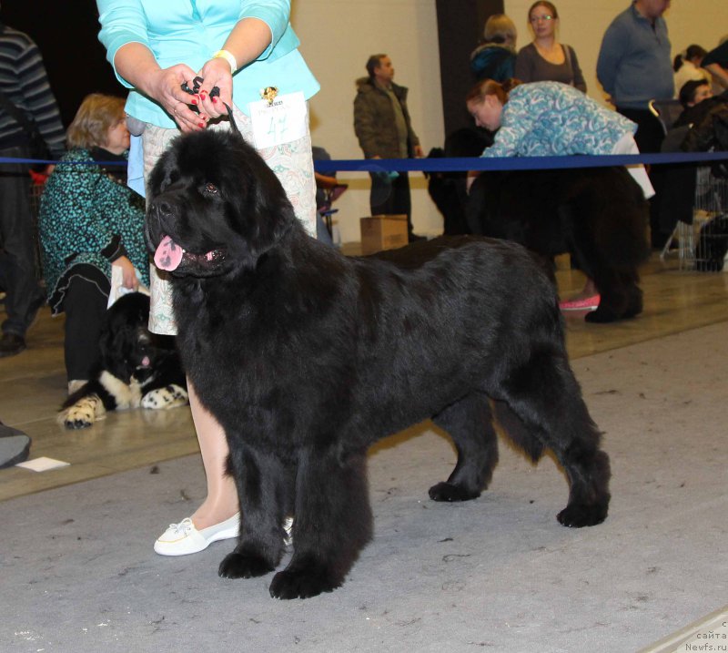 Фото: ньюфаундленд Vpered Zovuschaya s Berega Dona (Вперед Зовущая с Берега Дона)