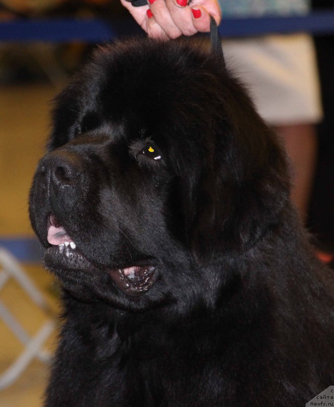 Фото: ньюфаундленд Vpered Zovuschaya s Berega Dona (Вперед Зовущая с Берега Дона)