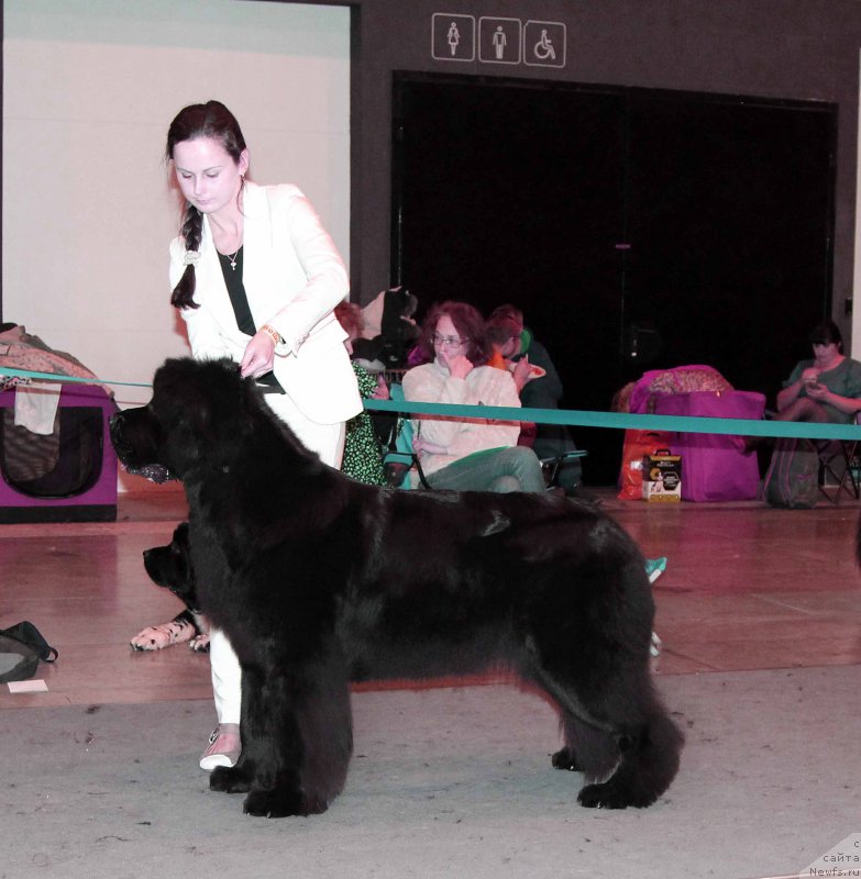 Фото: ньюфаундленд Beguschaya po Volnam Ring of Fire (Бегущая по Волнам Ринг оф Фире)