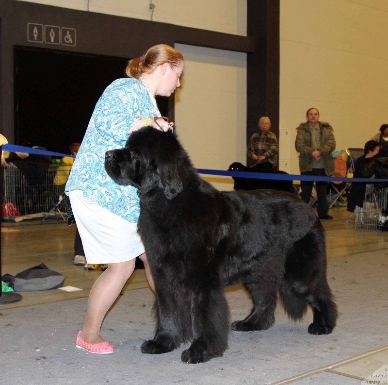 Фото: ньюфаундленд Dar Svezy Believe Me (Дар Свезы Белив Ми)