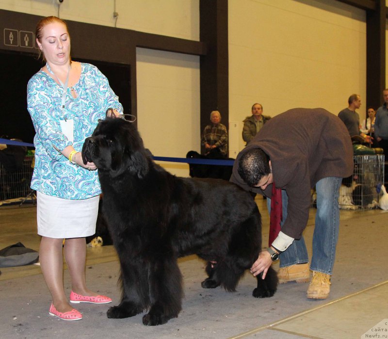 Фото: ньюфаундленд Dar Svezy Believe Me (Дар Свезы Белив Ми)