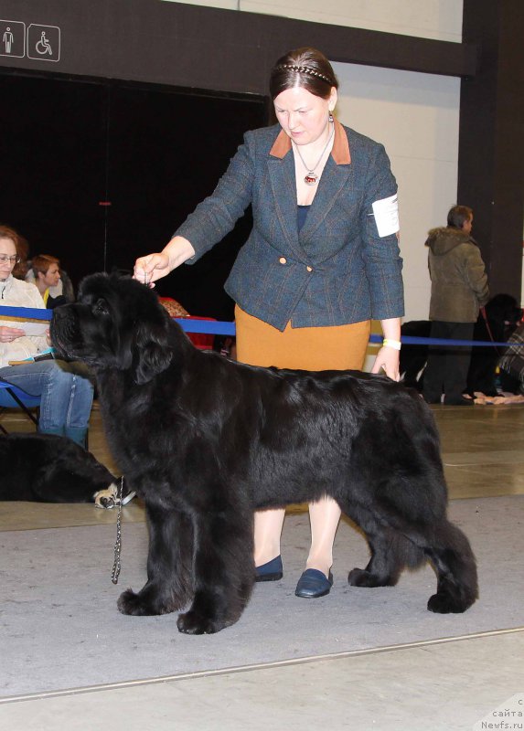 Фото: ньюфаундленд Aquatoriya Kelvin Yuse of Magic Spirit (Акватория Келвин Юз оф Мэджик Спирит)