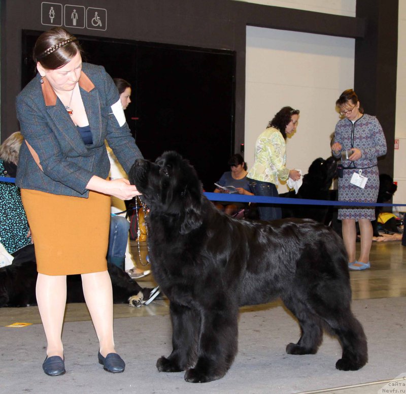 Фото: ньюфаундленд Aquatoriya Kelvin Yuse of Magic Spirit (Акватория Келвин Юз оф Мэджик Спирит)