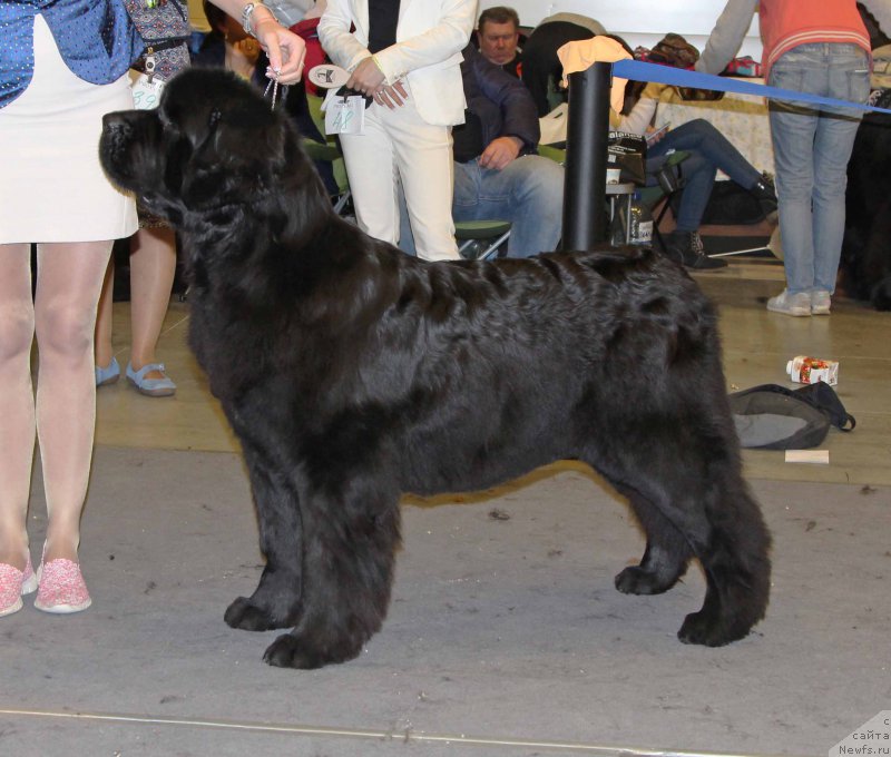 Фото: ньюфаундленд Akvatoriya Kelvin YAvnoe CHudo (Акватория Келвин Явное Чудо)