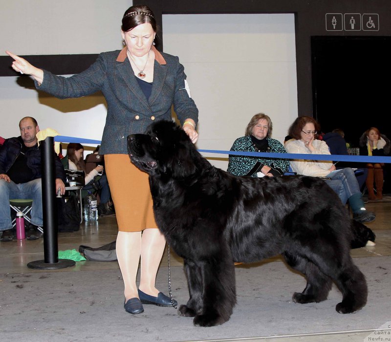 Фото: ньюфаундленд Aquatoriya Kelvin Fifa (Акватория Келвин Фифа)