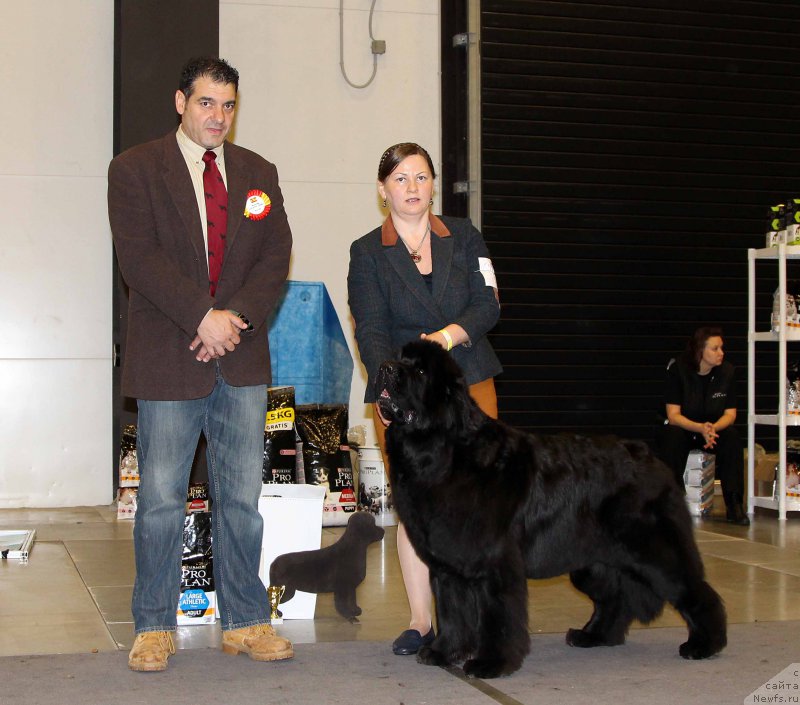 Фото: ньюфаундленд Aquatoriya Kelvin Fifa (Акватория Келвин Фифа)