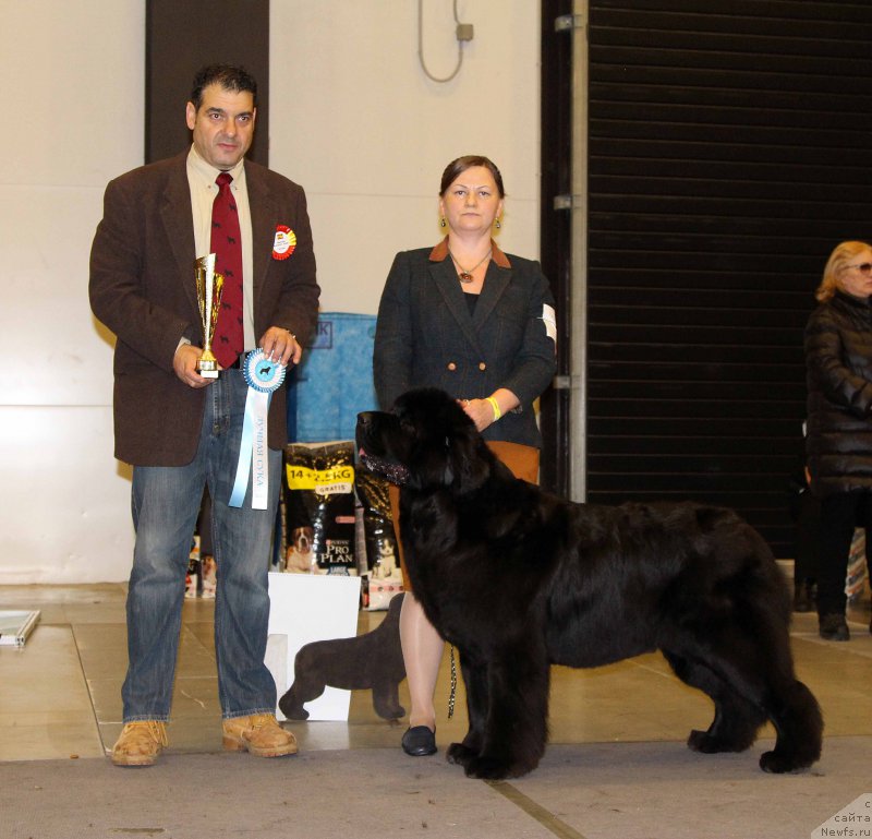 Фото: ньюфаундленд Aquatoriya Kelvin Fifa (Акватория Келвин Фифа)