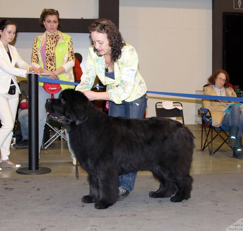 Фото: ньюфаундленд Beguschaya po Volnam Vsya Takaya Rastakaya (Бегущая по Волнам Вся Такая Растакая)