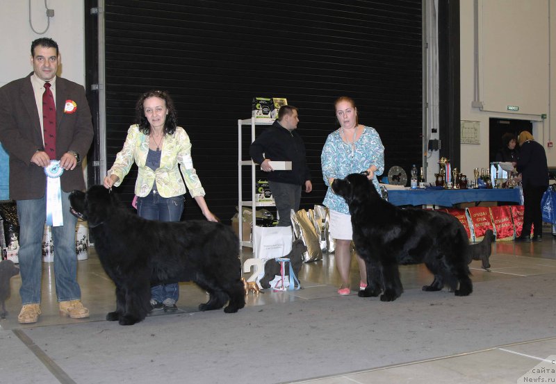 Фото: ньюфаундленд Beguschaya po Volnam Vsya Takaya Rastakaya (Бегущая по Волнам Вся Такая Растакая), ньюфаундленд Bjornebandens Nancy Wilson