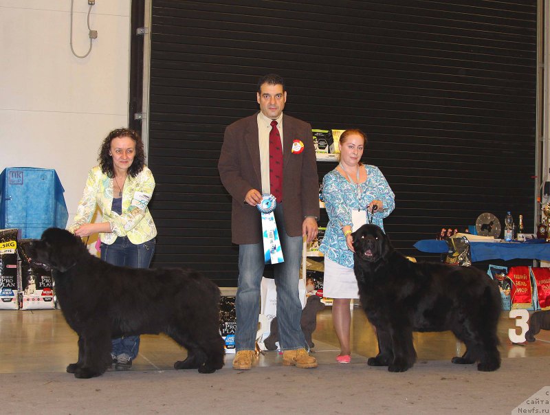 Фото: ньюфаундленд Beguschaya po Volnam Vsya Takaya Rastakaya (Бегущая по Волнам Вся Такая Растакая), ньюфаундленд Bjornebandens Nancy Wilson