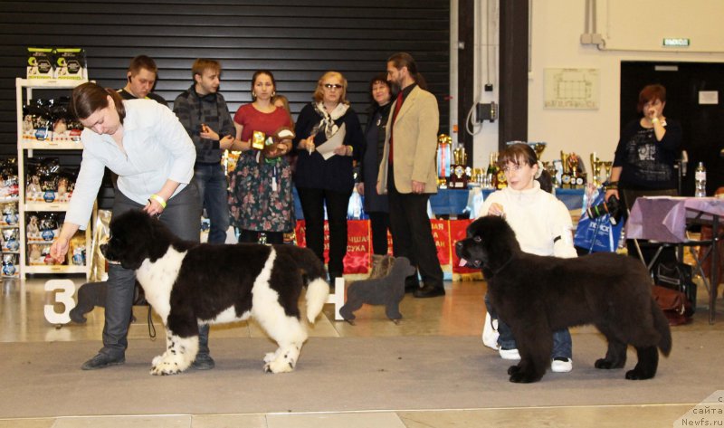 Фото: Sent Djons Show must go on, ньюфаундленд Chernaya Mafia Because I Am Worth It (Черная Мафия Бекаусе И Ам Вортх Ит)