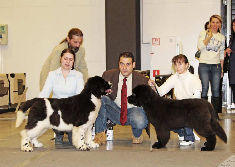 Фото: Sent Djons Show must go on, ньюфаундленд Chernaya Mafia Because I Am Worth It (Черная Мафия Бекаусе И Ам Вортх Ит)