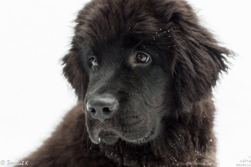 Фото: ньюфаундленд Chernaya Mafia Ball of Fire (Черная Мафия Балл оф Фире)