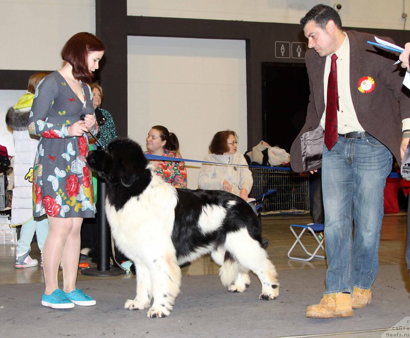 Фото: ньюфаундленд Fluffy Avalanche Centner (Флюфи Аваланч Центнер)