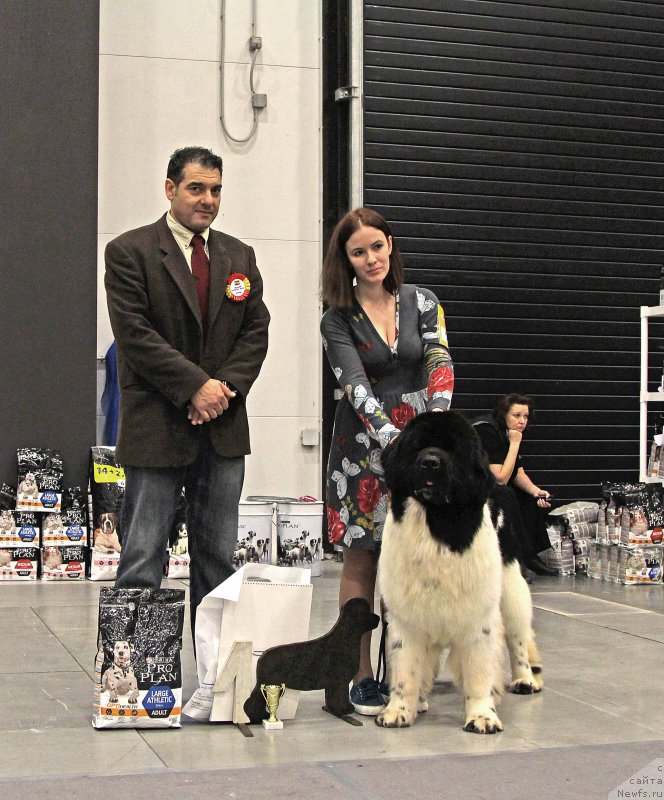 Фото: ньюфаундленд Fluffy Avalanche Centner (Флюфи Аваланч Центнер)