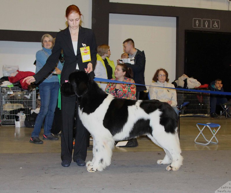 Фото: ньюфаундленд Super Bizon Maestro (Супер Бизон Маэстро)