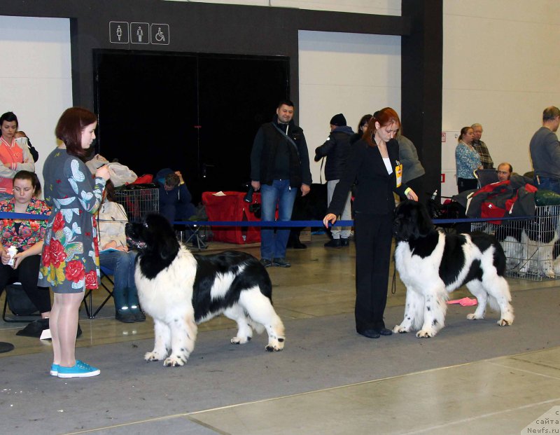 Фото: ньюфаундленд Fluffy Avalanche Centner (Флюфи Аваланч Центнер), ньюфаундленд Super Bizon Maestro (Супер Бизон Маэстро)