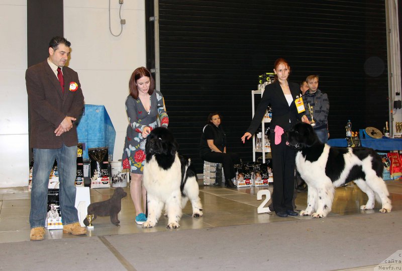 Фото: ньюфаундленд Fluffy Avalanche Centner (Флюфи Аваланч Центнер), ньюфаундленд Super Bizon Maestro (Супер Бизон Маэстро)