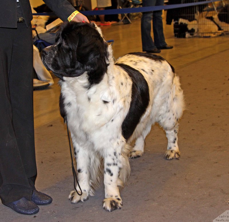 Фото: ньюфаундленд Sent Djons Viva Viktoria (Сент Джонс Вива Виктория)