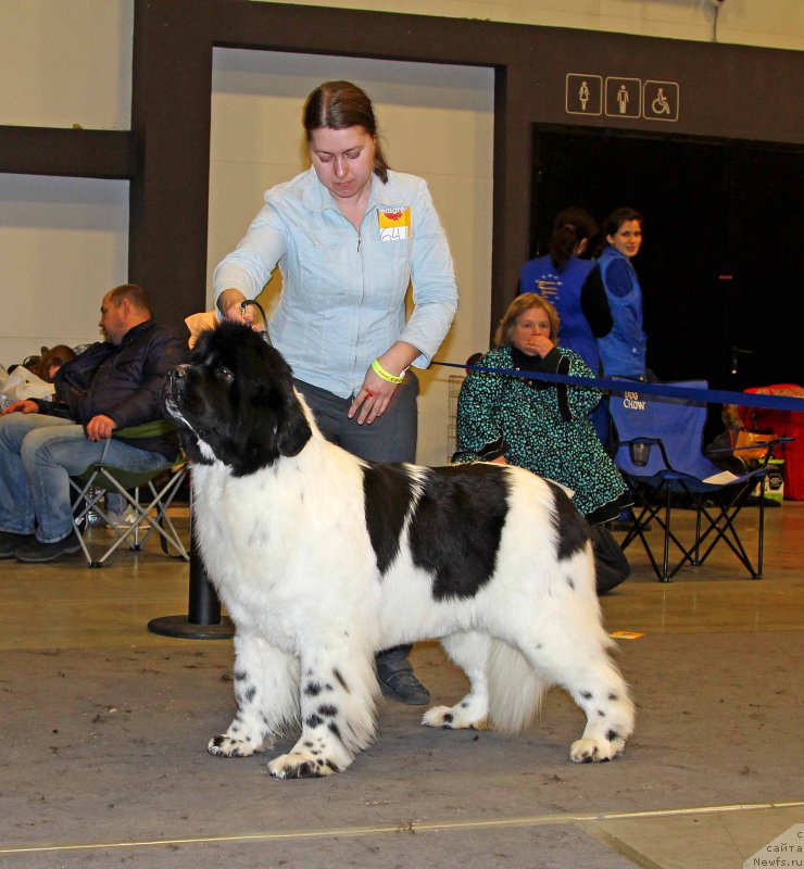 Фото: ньюфаундленд Super Bizon Malina (Супер Бизон Малина)