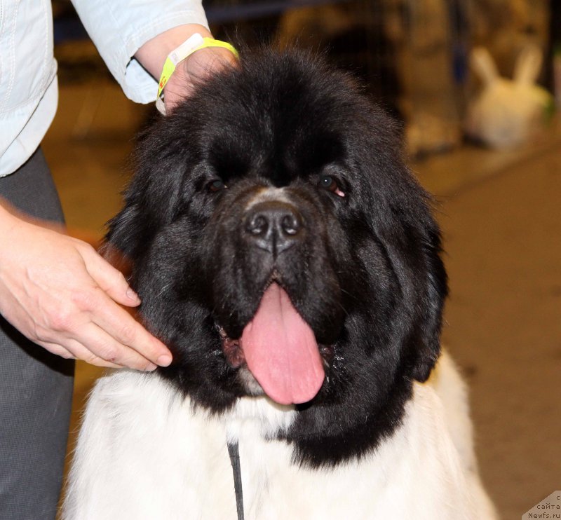 Фото: ньюфаундленд Super Bizon Malina (Супер Бизон Малина)