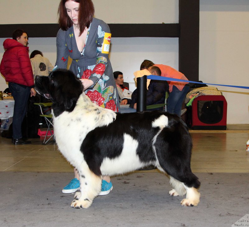 Фото: ньюфаундленд Fluffy Avalanche Cunami (Флюфи Аваланч Цунами)