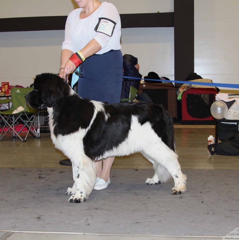 Фото: ньюфаундленд Piternyuf Banzay (Питерньюф Банзай)