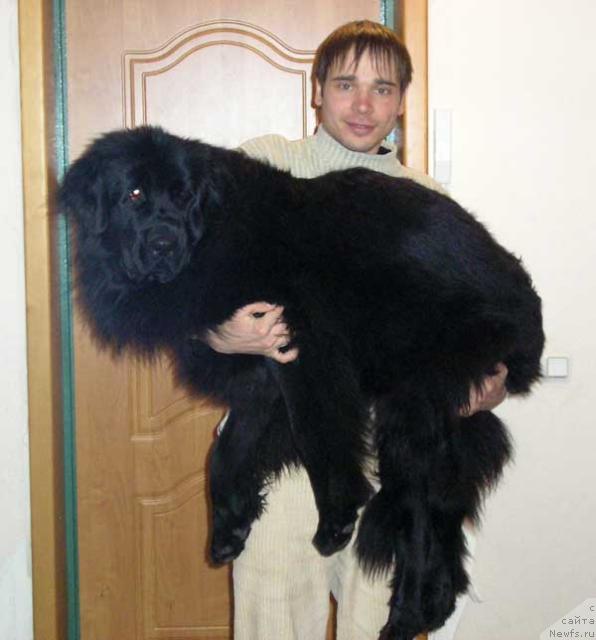 Фото: ньюфаундленд Lesnaya Skazka Roza CHernaya (Лесная Сказка Роза Черная), Maksim Kanunnikov (Максим Канунников)