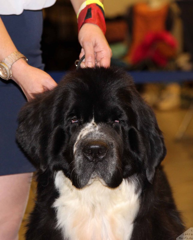 Фото: ньюфаундленд Piternyuf Banzay (Питерньюф Банзай)