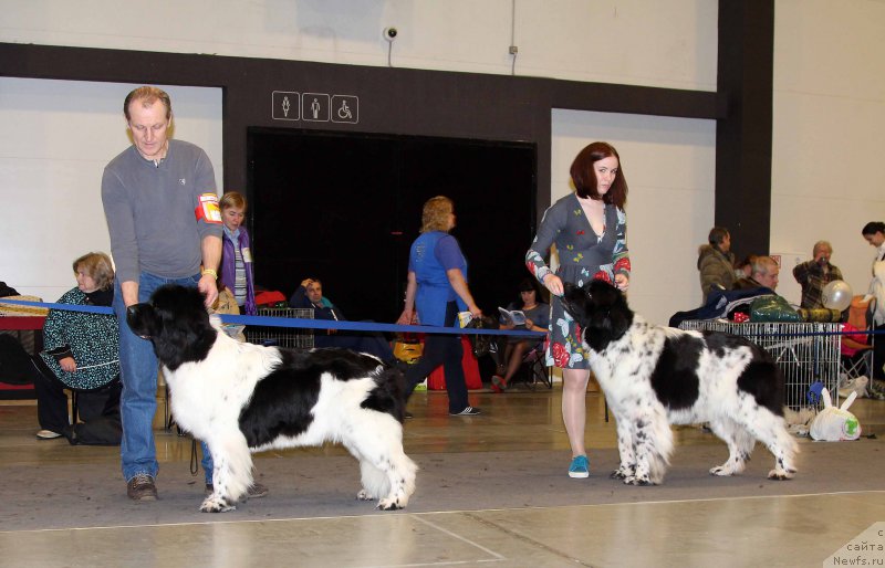 Фото: ньюфаундленд Plushevayа Panda Haira (Плюшевая Панда Хаира), ньюфаундленд Fluffy Avalancn Small Star Will Outshine All (Флюфи Аваланч Смалл Стар Вилл Оутшине Алл)