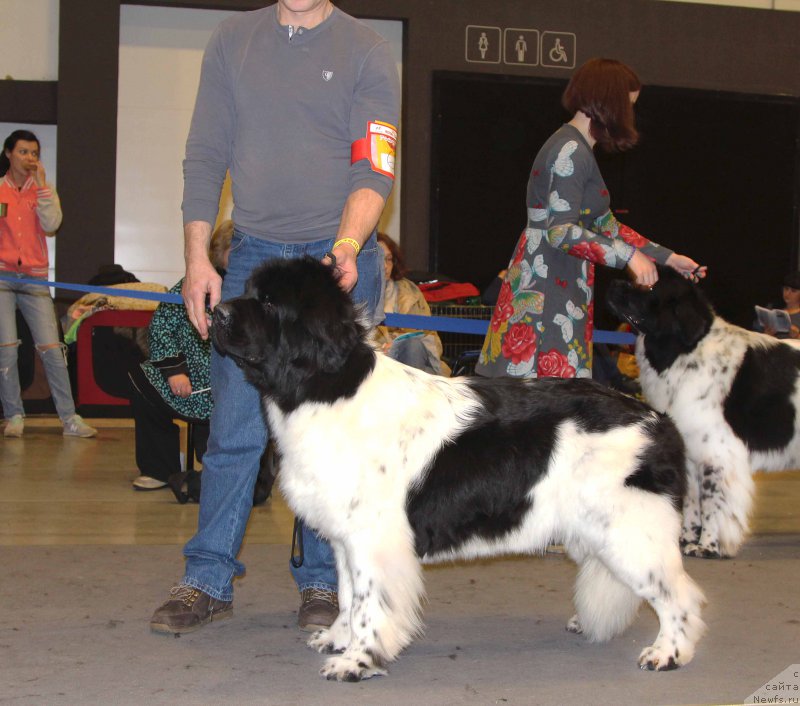 Фото: ньюфаундленд Plushevayа Panda Haira (Плюшевая Панда Хаира)