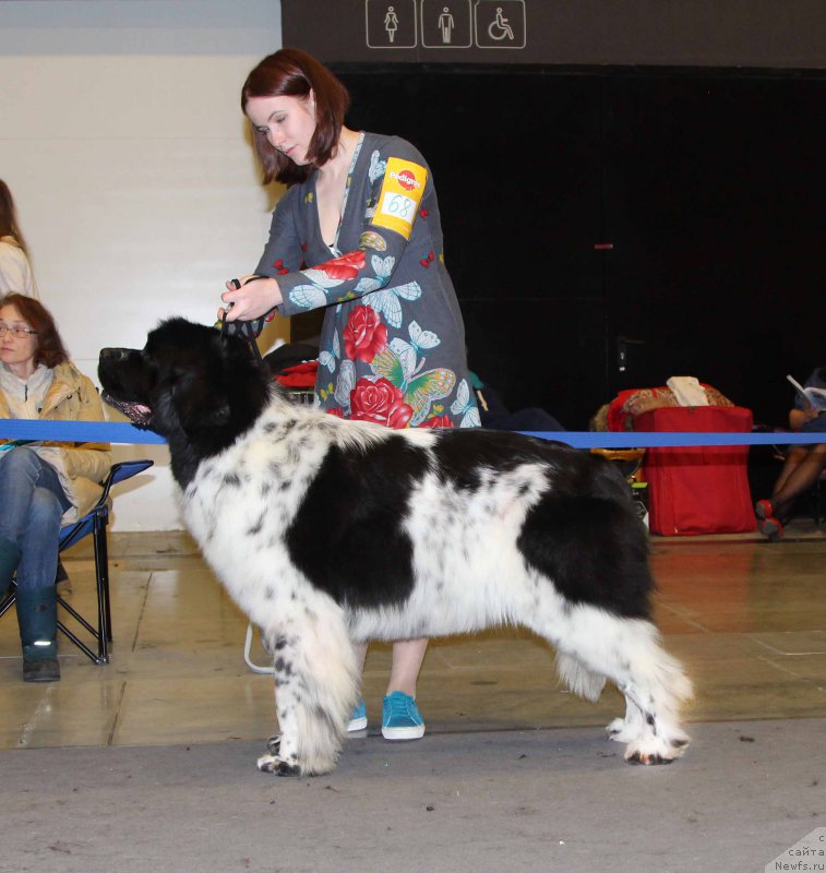 Фото: ньюфаундленд Fluffy Avalancn Small Star Will Outshine All (Флюфи Аваланч Смалл Стар Вилл Оутшине Алл)