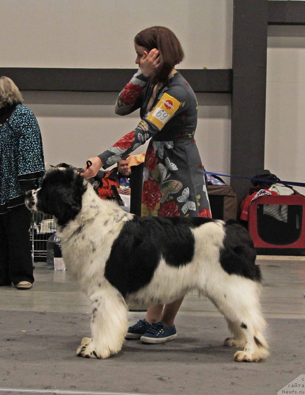 Фото: ньюфаундленд Fluffy Avalanche Satisfaction of My Ambitions (Флюфи Аваланч Сатисфастион оф Май Амбитионс)