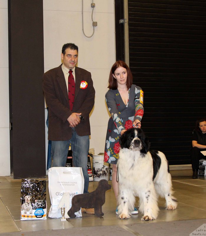 Фото: ньюфаундленд Fluffy Avalanche Satisfaction of My Ambitions (Флюфи Аваланч Сатисфастион оф Май Амбитионс)