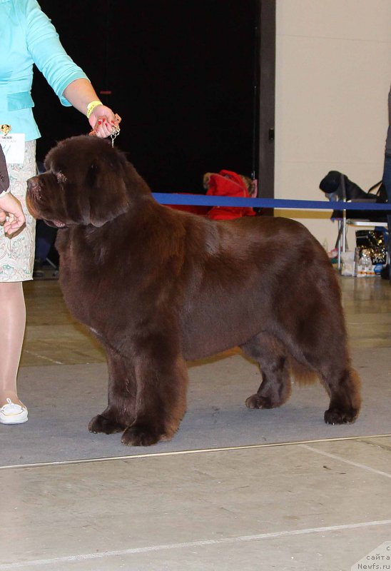 Фотография № 219310