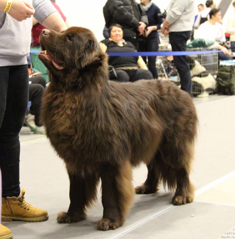 Фото: ньюфаундленд Al'fa Dar Oksa Vivat (Альфа Дар Окса Виват)