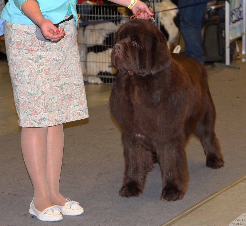 Фото: ньюфаундленд Esaul s Berega Dona (Есаул с Берега Дона)