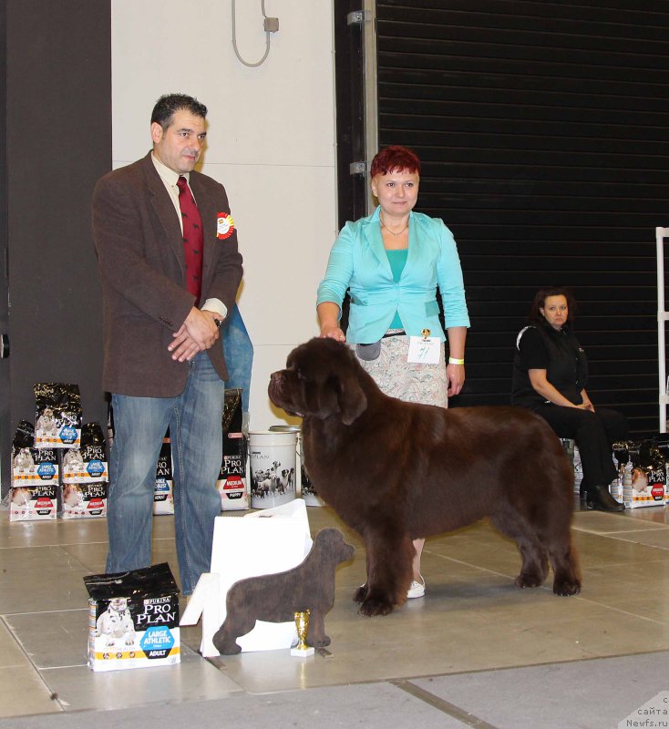 Фото: ньюфаундленд Esaul s Berega Dona (Есаул с Берега Дона)
