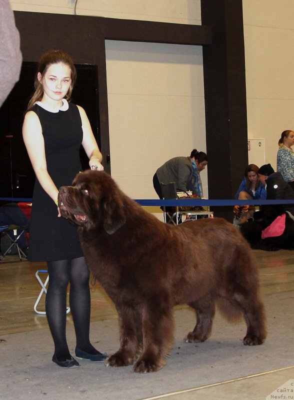 Фото: ньюфаундленд Charli The Best Helfi Pel (Чарли Де Бест Хелфи Пэл)